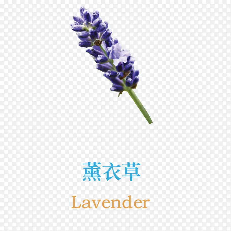 薰衣草PNG图片素材下载_图片编号11015535-PNG素材网