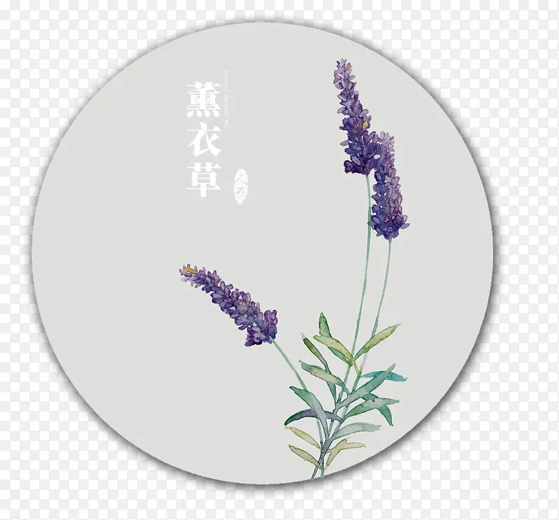 手绘薰衣草