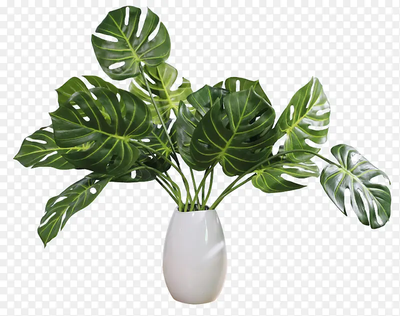 清新龟背叶花盆