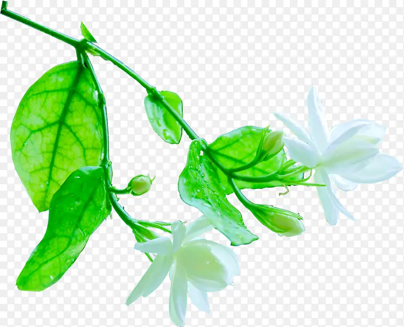 绿色美景花朵植物