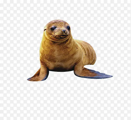 黄色海豹