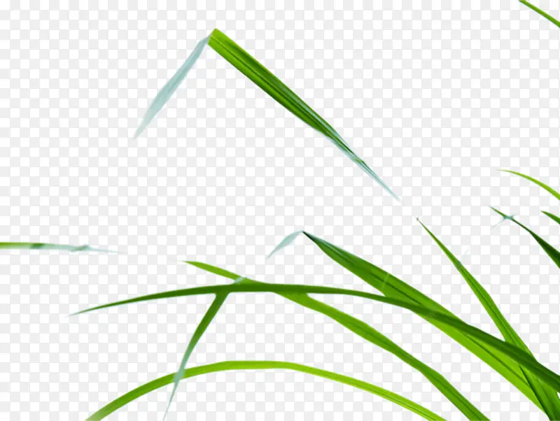 绿色环保植物装饰PNG图片素材下载_图片编号11030212-PNG素材网