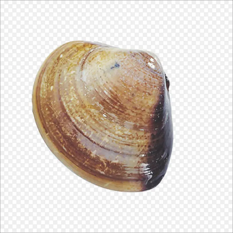 蚬PNG图片素材下载_图片编号11039708-PNG素材网