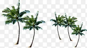 植物夏日海报树木
