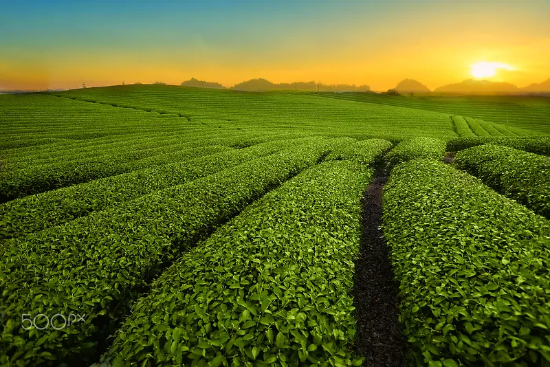 夕阳下绿色的茶园