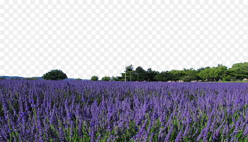 东方普罗旺斯薰衣草庄园