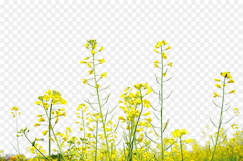 油菜花