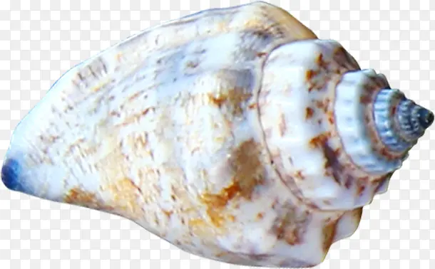 白色海螺素材