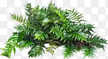 花坛效果草地植物