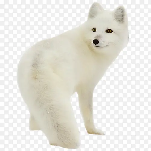 狼