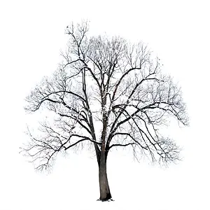 圣诞节无叶雪树