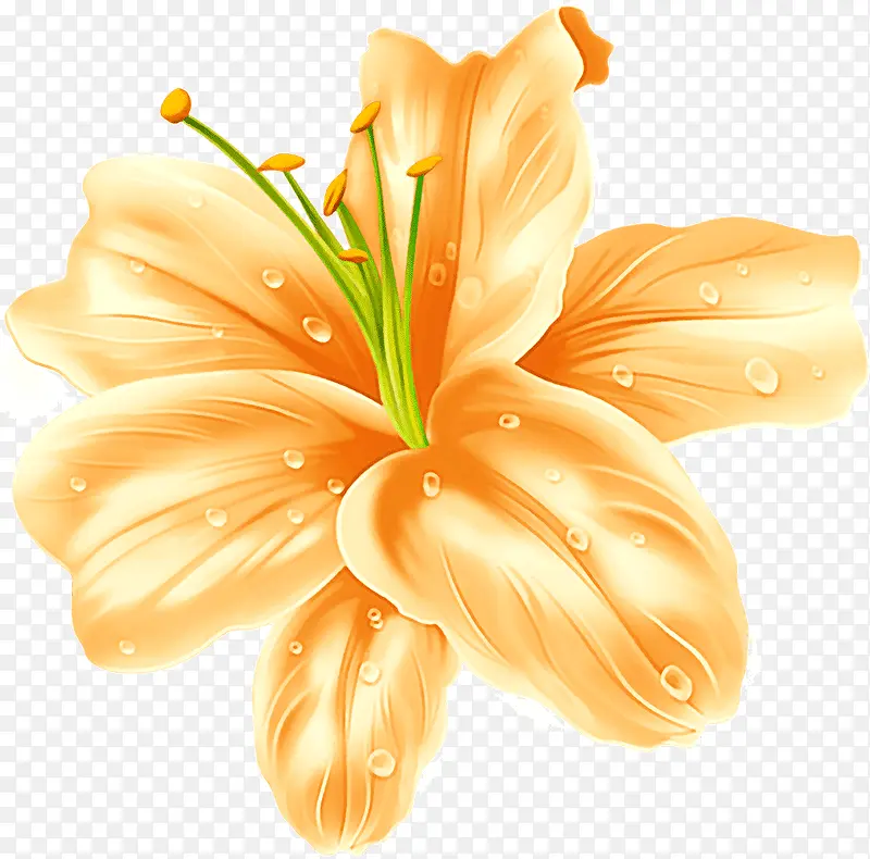 橘色小花
