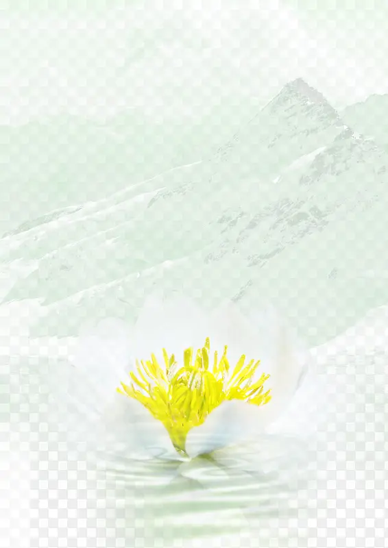天山雪莲