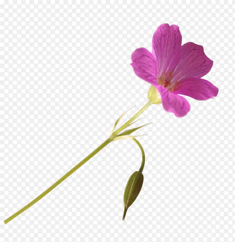 玫粉花朵手绘