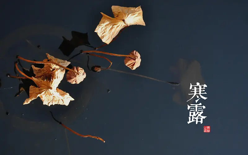 寒露节气式宽屏背景
