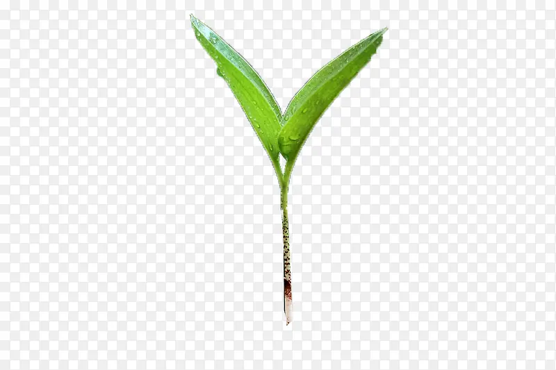 瓜果的幼芽