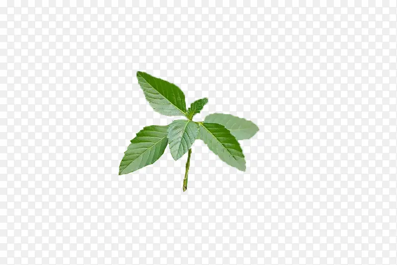 瓜果的幼芽
