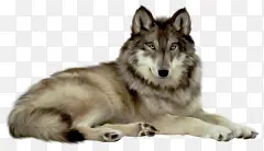 狼