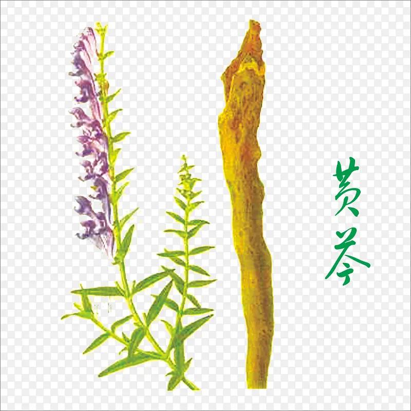 黄芩PNG图片素材下载_图片编号11098767-PNG素材网