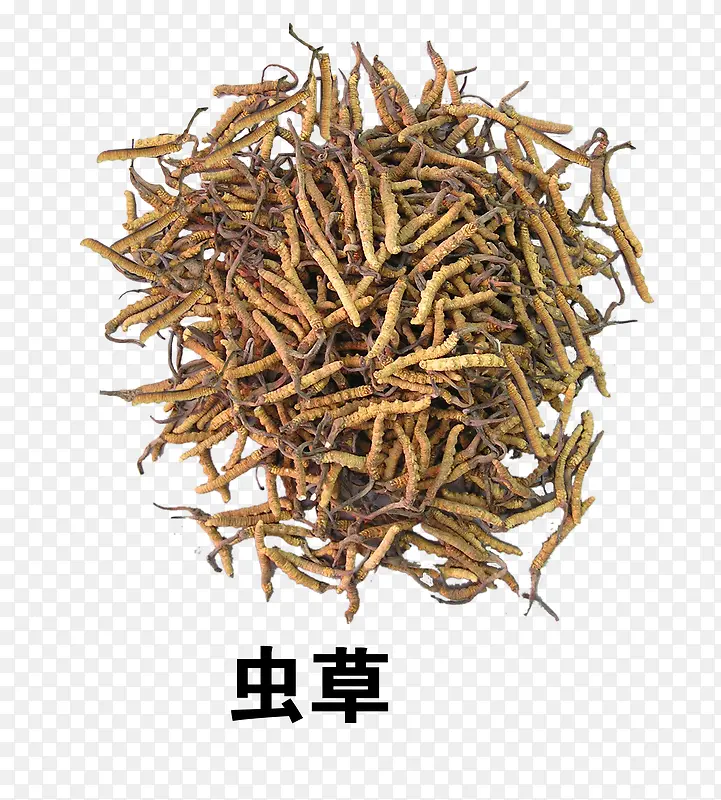 虫草