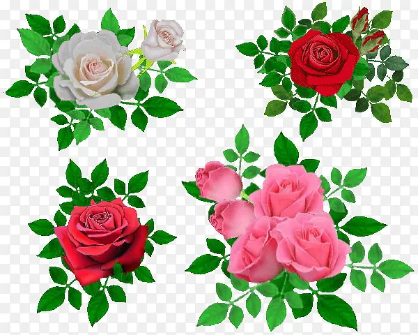 彩色玫瑰花免抠图