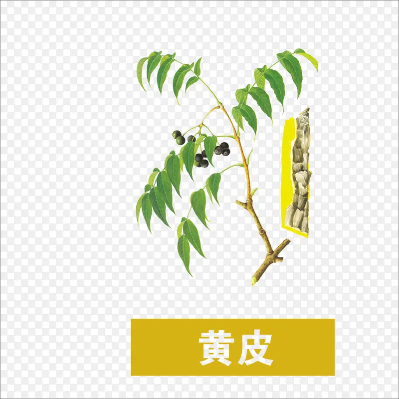 黄皮PNG图片素材下载_图片编号11098788-PNG素材网