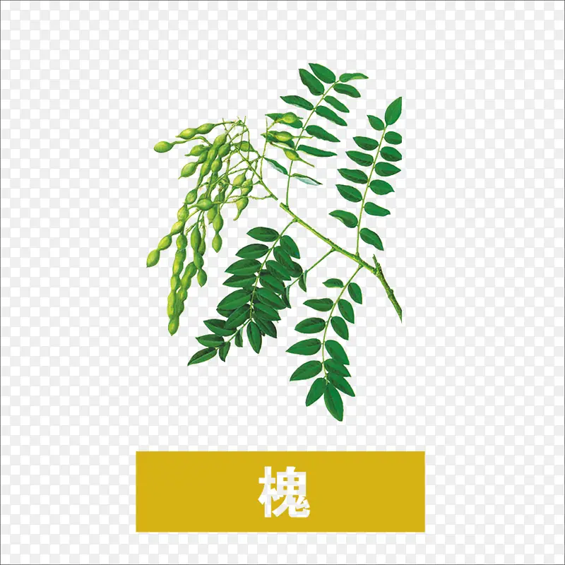 槐PNG图片素材下载_图片编号11098791-PNG素材网