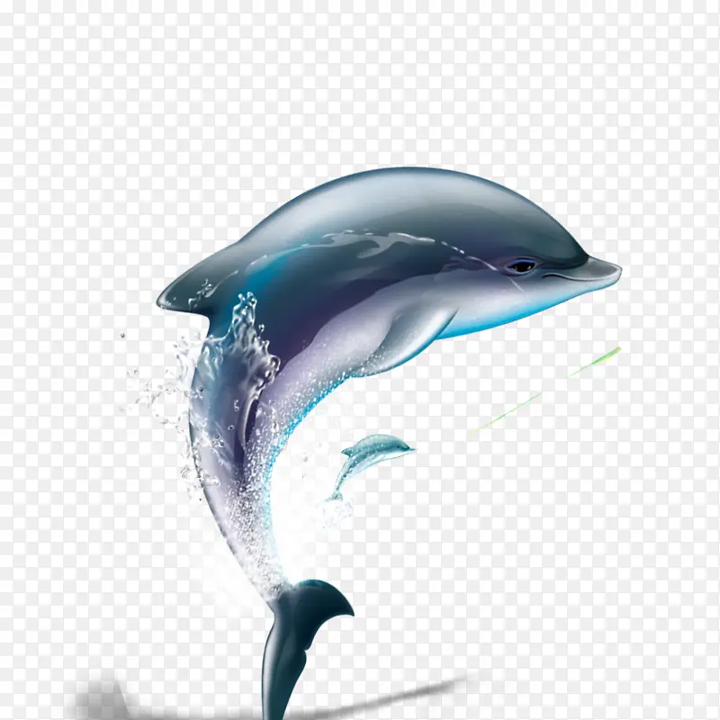 海豚