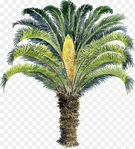 手绘夏季外国植物