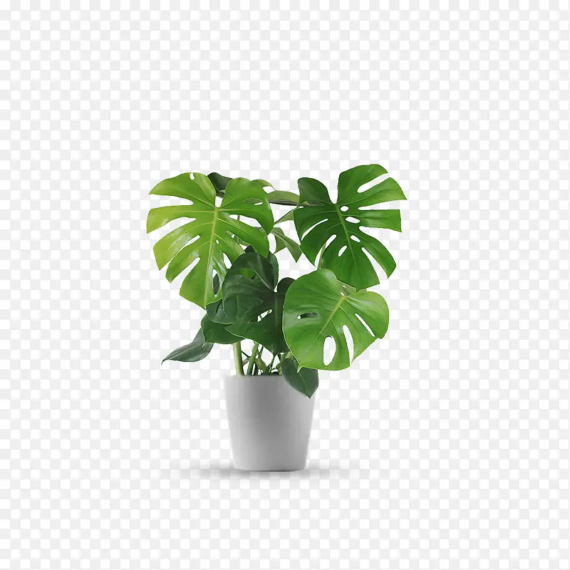 龟背竹绿植盆栽