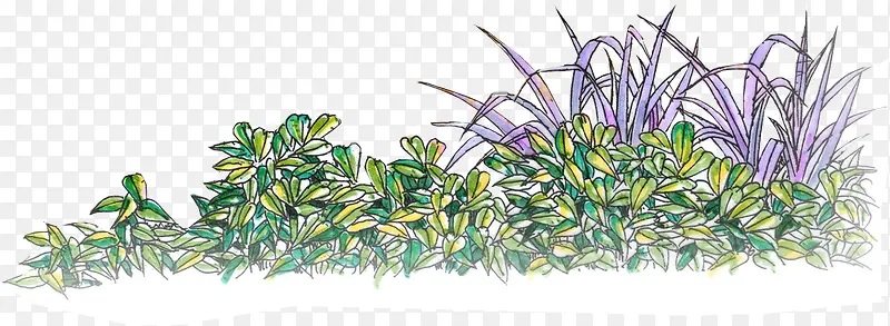 手绘绘画植物景观
