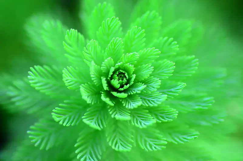绿色梦幻树叶壁纸