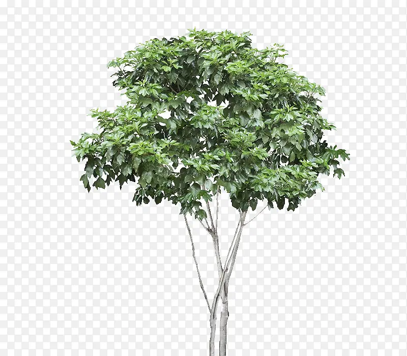 树