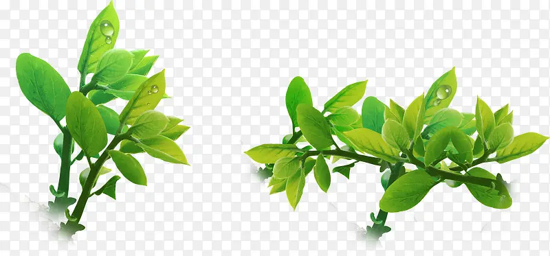 高清夏季绿色小草