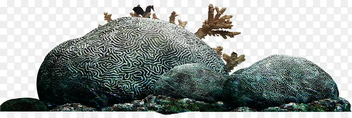 海礁海洋生物夏季