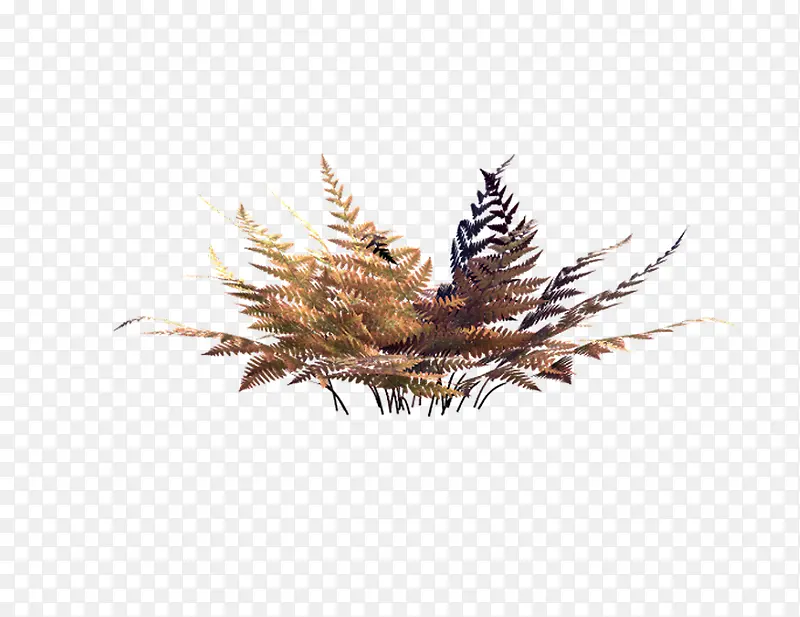 侏罗纪藓类植物4