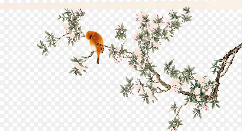 中国风鹦鹉绘画素材