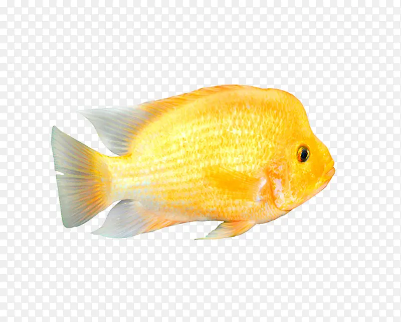 鱼