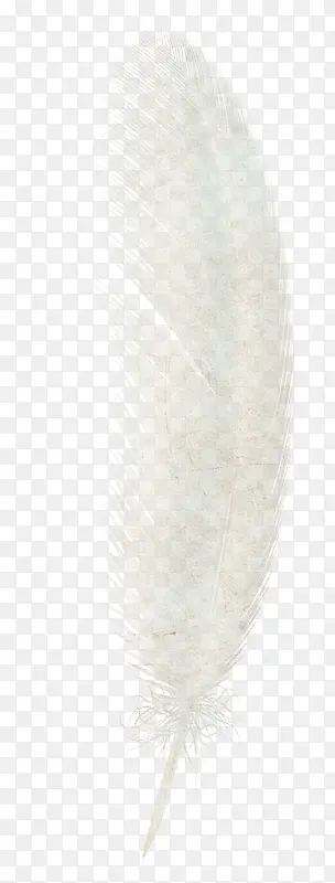 羽毛实物图案