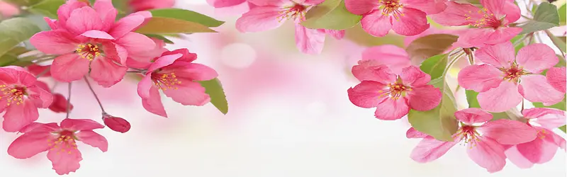 木棉