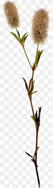 花朵毛茸茸的花朵