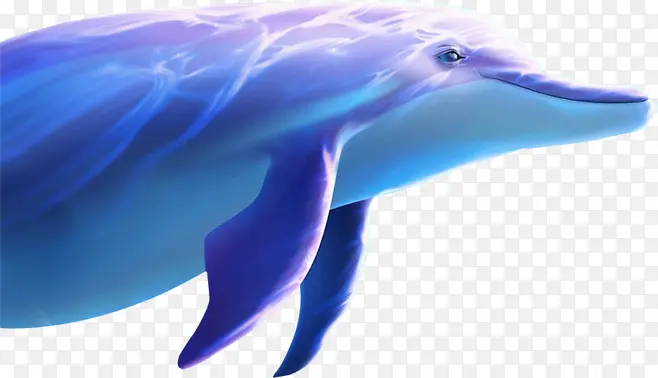 蓝色海豚漂亮海豚