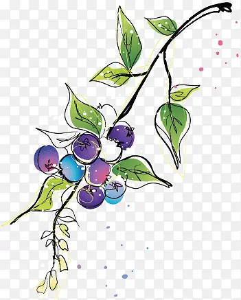 蓝莓插画