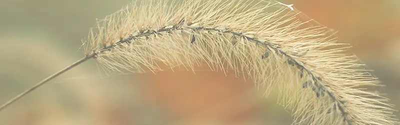 自然背景