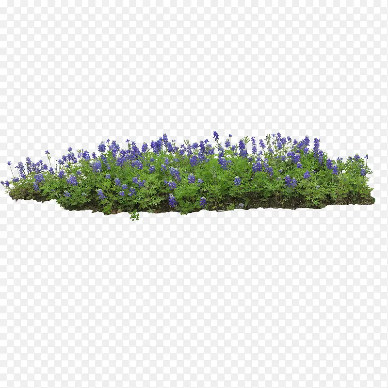 薰衣草