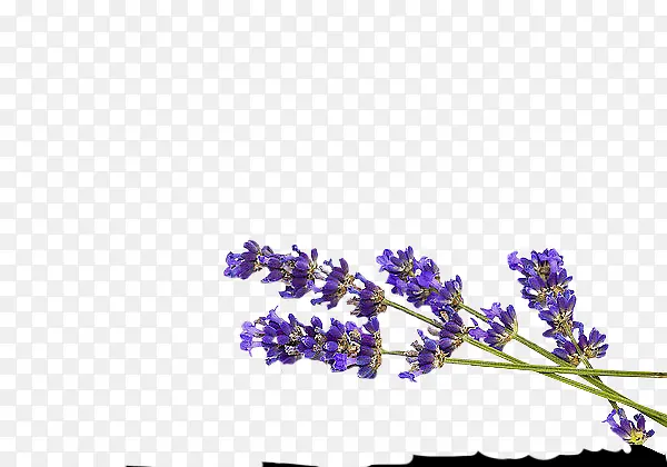 薰衣草