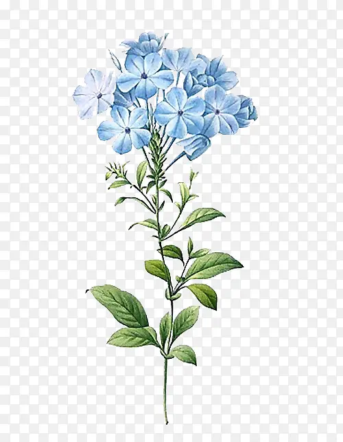 蓝雪花