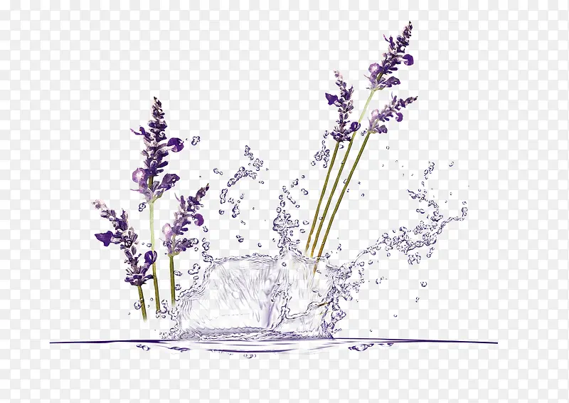 水 薰衣草
