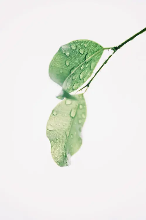 绿色，叶子，水珠，背景