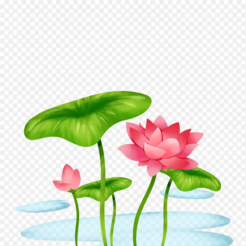 春季荷花莲花两莲花两大叶子